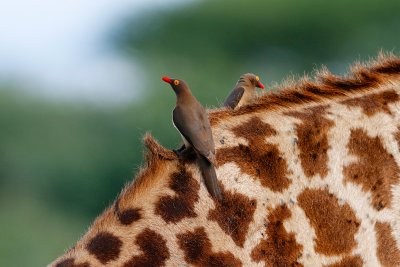 Red-billed Oxpeckers