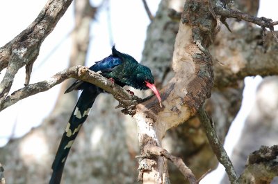 Green Wood-Hoopoe 