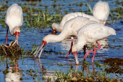 African Spoonbills 