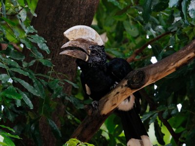 Silvery-cheeked Hornbill 