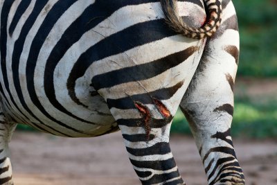 Survivor of lion attack