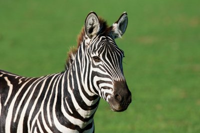 Tanzania - Lake Manyara