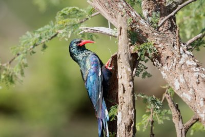 Green Wood-Hoopoe 