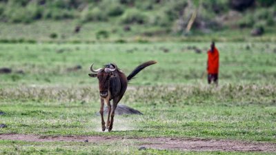 Wildebeest 