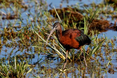 Glossy Ibis 