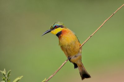 Little Bee-eater 