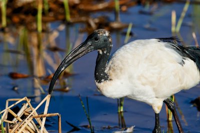 Sacred Ibis