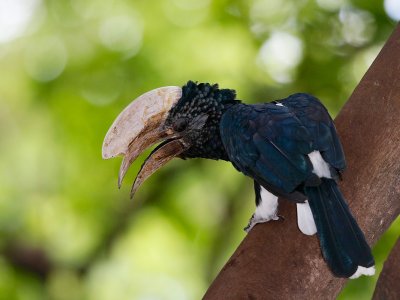 Silvery-cheeked Hornbill 