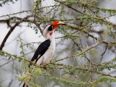 Von der Decken's Hornbill