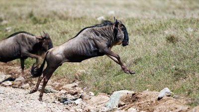 Wildebeest