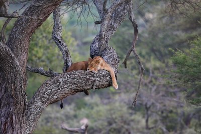 Lioness in Tree