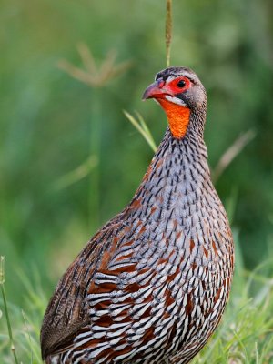 Red-necked Spurfowl