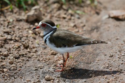 Three-banded Plover