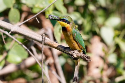 Little Bee-eater