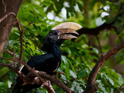 Silvery-cheeked Hornbill 