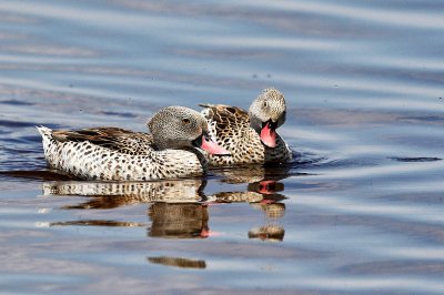 Cape Teal 