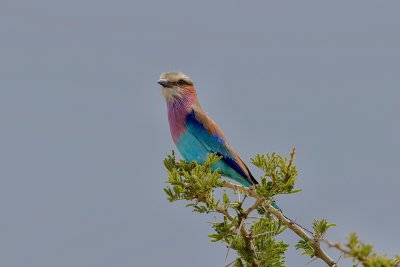 Lilac-breasted Roller