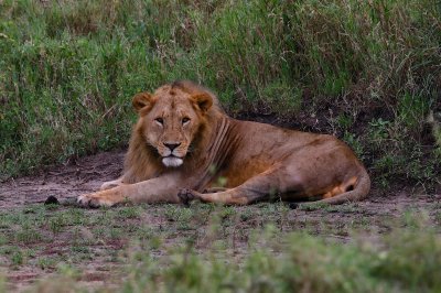 Male lion