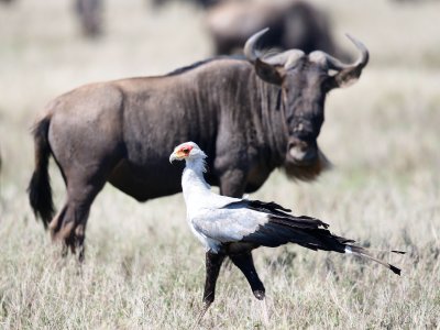 Secretary bird