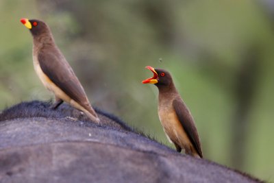 Yellow-billed Oxpeckers 