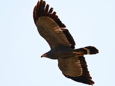 African Harrier-Hawk 