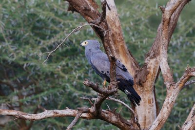 African Harrier-Hawk