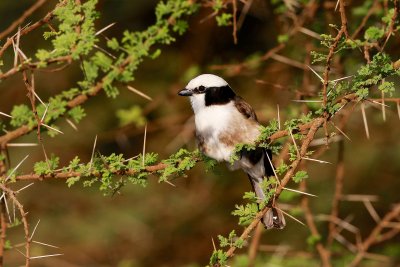 Northern White-crowned Shrike