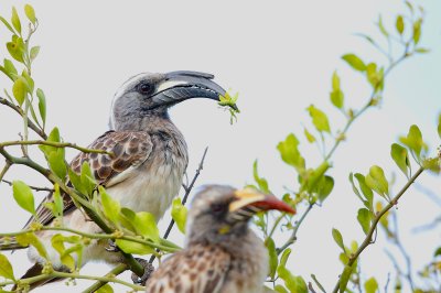 African Grey Hornbill