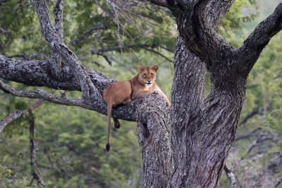 Lioness 