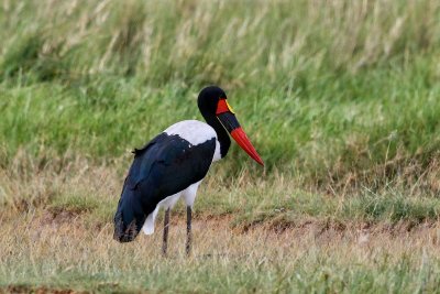 Saddle-billed Stork