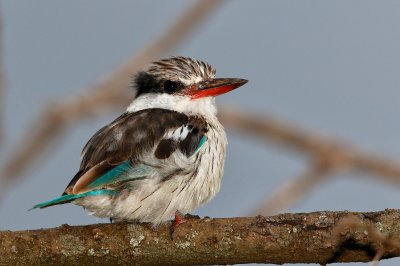 Striped Kingfisher