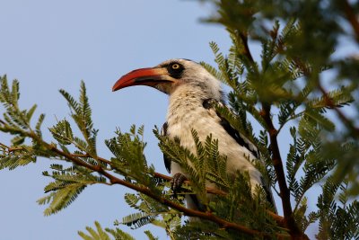 Red-billed Hornbill