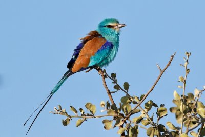 Abyssynian Roller
