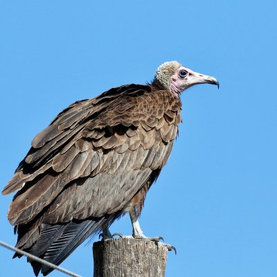 Hooded Vulture 