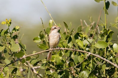 Red-backed Shrike