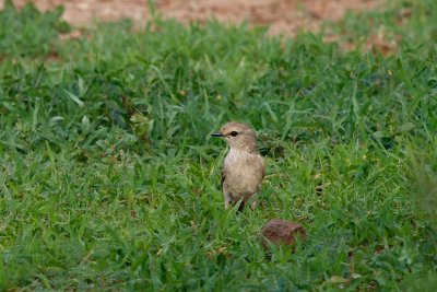 Isabelline Wheatear