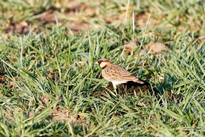 Fischer's Sparrow Lark