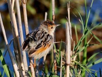 Rufous-winged Cisticola