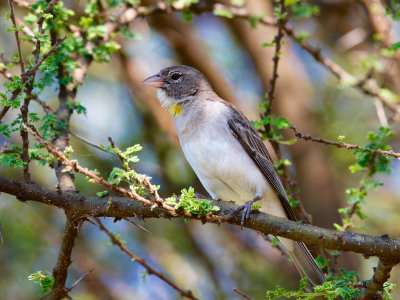 Yellow-spotted Petronia