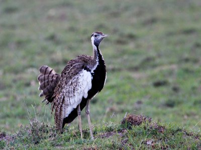 Black-bellied Bustard 