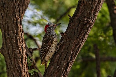 Nubian Woodpecker 