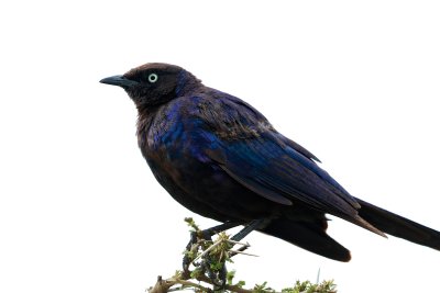 Ruppell's Long-tailed Starling