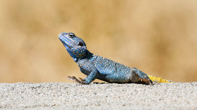 Tanzania - Ngorongoro Crater