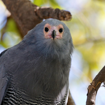 African Harrier-Hawk