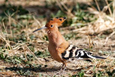 African Hoopoe 