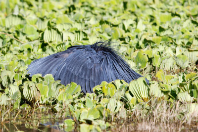 Black Heron (Umbrella feeding)