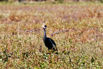 Black-crowned Crane