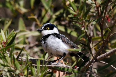 Black-headed Batis 