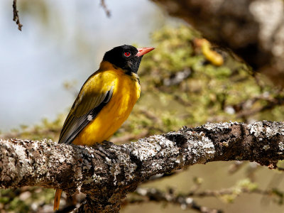 Black-headed Oriole