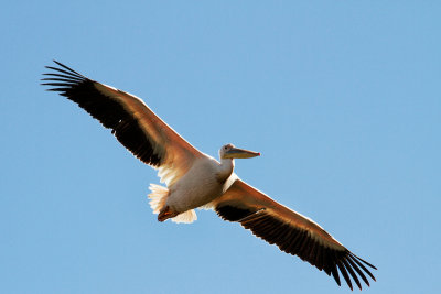 Great White Pelican 